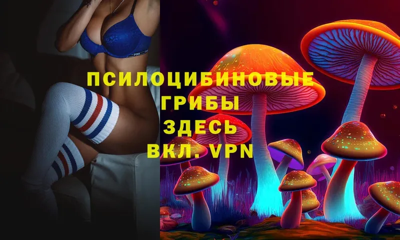 Галлюциногенные грибы Psilocybe  Высоковск 